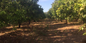 BÁN ĐẤT RẪY: 1,8 ha, sổ đỏ, giá 1,6 tỷ