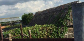 Bán Trang Trại Vườn Trái Cây 2 Mặt Tiền Rạch Cầu Cây Xanh Đường Bình Mỹ