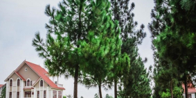 Biệt thự trục đường Tây Hồ Tây chỉ 19 triệu/m2.