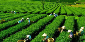 DỰ ÁN BẢO LỘC GOLDEN CITY GĐ2 *  Mở bán 140 nền đẹp nhất dự án.