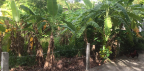 Cần bán đất làm nhà vườn, cách quốc lộ chỉ 200m.