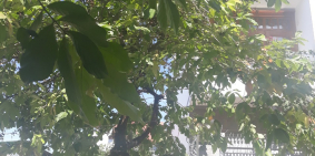 Bán Đất Đường 23. P. Hiệp Bình Chánh, Q. Thủ Đức. DT: 8x15