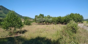 bán nhanh đất diên tân làm vườn trang trại giá 800tr