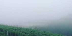 Bán 6000m đất nhà vườn trung tâm Cầu Đất Đà Lạt