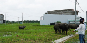 Đất 7x89 thổ cư xã Thái Mỹ Huyện Củ Chi 623m².