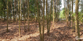 2235.6m2 đất trống trong đó có 100m2 thổ cư, giá 2.2 tỷ tại thị trấn Vĩnh An, ĐN