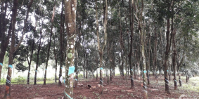 Bán 7ha đất có nhà cấp 4 vườn cao su và điều tại xã Đoàn Kết, huyện Bù Đăng