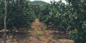 Bán trang trại rộng gần 8 hecta, cách thành phố Nha Trang chỉ 15km.