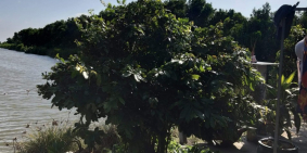 Cần bán 30 Công đất Ruộng mặt tiền chính Đê Quốc Phòng thuộc dự án đường 3/2 nối