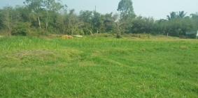 CẦN BÁN LÔ ĐẤT NÔNG NGHIỆP 1000M2 THUỘC XÃ THÁI MỸ,GIÁ 1,9 TRIỆU/M. SHR.