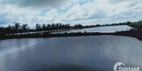 Bán đất Nông nghiệp và Rừng, đất Vuông tôm, đất nền tại huyện U Minh, Cà Mau.