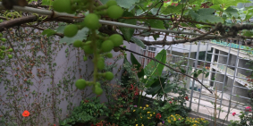 Chất lượng nhà Phố Yên Lãng , 56m2 tương xứng