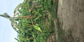 Bán đất xóm 3 Ngọc Anh,xã Phú Thượng, huyện Phú Vang, thành phố Huế