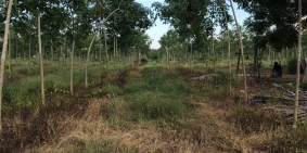 Bán đất trồng cao su tại huyện Đức Linh, Tỉnh Bình Thuận