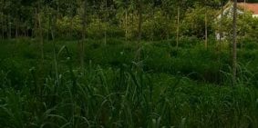 Đất mặt tiền đường nhựa giáp chợ Bến Cát giá siêu rẻ