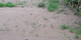 cần bán miếng đất đường đinh đức thiện cach chợ binh chanh 1,5km