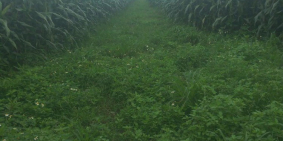 Đất chính chủ cần bán mảnh đất ngay Ấp Suối Chồn, Long Khánh- Đồng Nai