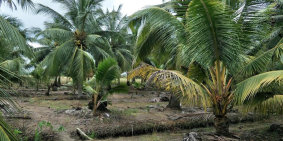 MUA NHANH ĐỂ ĐÓN ĐẦU ĐỢT SỐT NHƠN TRẠCH ĐẦU NĂM 2020