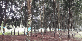 Bán vườn cao su và điều có nhà cấp 4 giá chỉ 3 tỷ tại Đoàn Kết, Bù Đăng