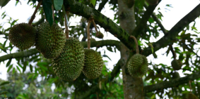 trang trại lâm nguyên lâm đồng gia 600tr/4000m đảm bảo lợi nhuân hàng năm