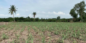 Bán gấp mấy lô đất nông nghiệp xã Phú Đông giá từ 700tr tới 900tr