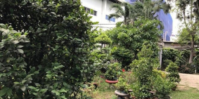 Bán Biệt Thự Sân Vườn Đường 12, Phường Trường Thọ, Thủ Đức, DT 1177m2