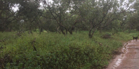 Bán 2.8ha đất vươn đẹp giá chỉ 1.96 tỷ