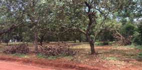 Bán 2.3ha đất vườn điều bằng như sân banh thuộc Phước Sơn