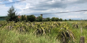 Hot! Đất mặt tiền Quốc Lộ 28 - Bình Thuận cần tiền bán gấp với giá mềm cho khách