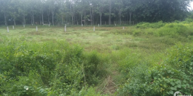 Đất vườn củ chi giảm giá sốc,sổ hồng 1002m2 giá 650 triệu,sang tên liền.