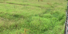 ĐẤT 5,6 x 20 QUẢNG TRƯỜNG, Mỹ Tho . Đã có SHR, Thổ cư 100%. Giá 430tr