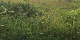 Cần bán gấp 300m2 đất dô thị mới giá 690tr/nền. Đất sổ hồng.