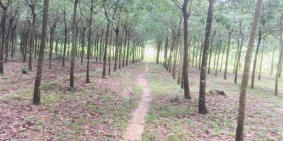 Bán vườn cao su sổ hồng riêng tại Thống Nhất