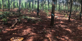 Chính chủ bán gấp 3,5 ha đất mặt tiền lộ giới 30m. lh 0979398942