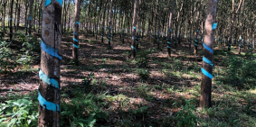 Chính chủ cần tiền bán gấp 2ha cao su giá mềm