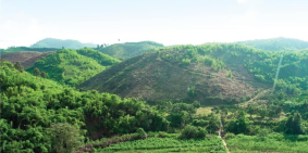 580tr sở hữu 4000m2 đất, Sổ hồng riêng và 70 cây sầu riêng lâu năm tại Lâm Đồng.