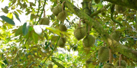 Đất trang trại tại Lâm Đồng rộng 4000m2 + 70 cây sầu riêng lâu năm chỉ 600tr.SHR