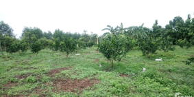 Cần bán gấp đất vườn 12000m2 Thống Nhất - Đồng Nai