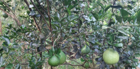 Cần bán gấp đất tại thị Trấn Càng Long nhanh Trong tuần