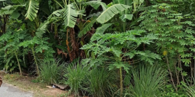 Cần Tiền Trả Nợ Cho Con Bán Lô Đất 805m2 Thổ Cư MT Nguyễn Thị Rành Gần QL22