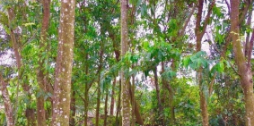 Cần bán đất chính chủ tại Sóc Sơn, Hà Nội