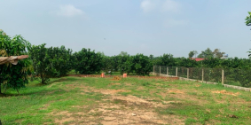 Bán cặp vườn bưởi rộng 692m2 mỗi lô đang cho thu nhập tốt tại mt Hương Lộ 7