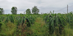 Bán đất vườn 4000m2 ngang 34m Long An giá 3,2 tỷ