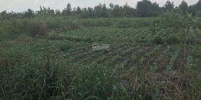 Cần Bán Nhanh Mảnh Vườn Gần Đường bê Tông Suối Nho Định Quán lh 0906891486