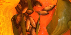 Đất trồng cây lâu năm 2 mặt tiền sông cầu Bến Nẩy Tỉnh Lộ 15