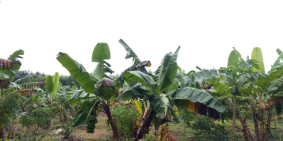 gia đình cần bán 3745m2 đất vườn mặt tiền đường liên ấp 6 ấp 7 thạnh phú