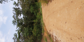 Cần bán gấp 3,2 ha điều xã Xuân Tâm