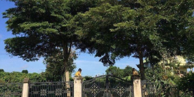 Bán gấp lô đất 2 mặt tiền xã Cư Suê 4400m2 có sẵn vườn cà phê, tiêu