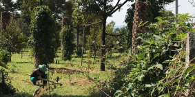 Chính Chủ Cần Bán Đất Vườn Thổ Cư Mặt Tiền Đường, Có Sổ Đỏ, Đa Huoai Lâm Đồng