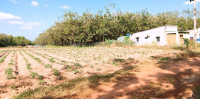 Vợ chồng anh rẻ kẹt tiền ra lô đất 1000 m2 có thổ cư tại Bình dương giá 590 tr